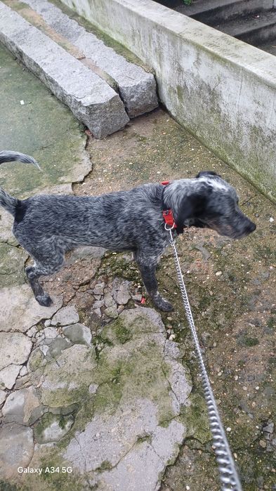 Macho com 9 meses tem chip e registo  120