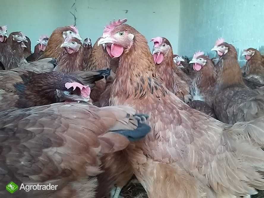 Kury nioski odchowane z jajkiem