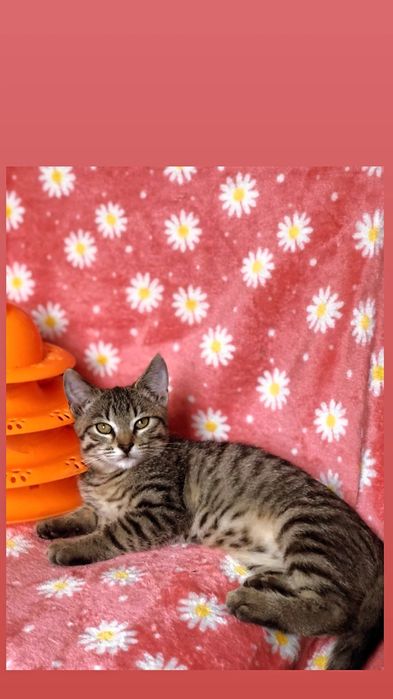 Отдам котенка лесного окраса, девочка, 3 месяца