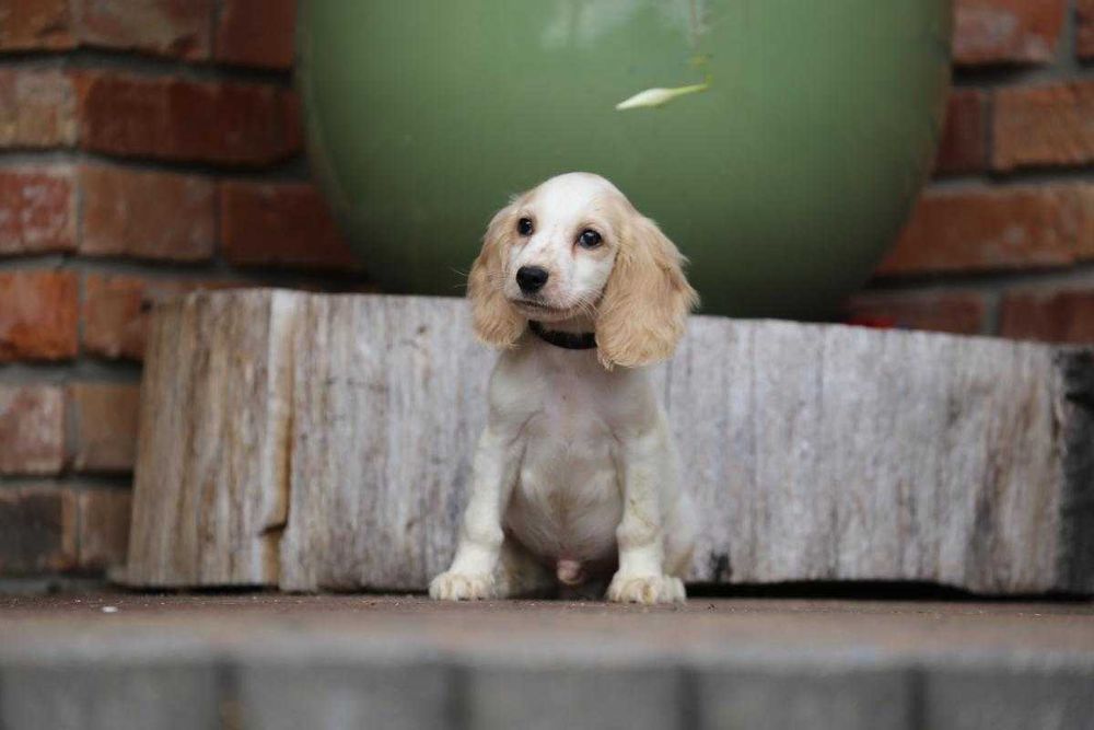 Cocker spaniel szczeniak