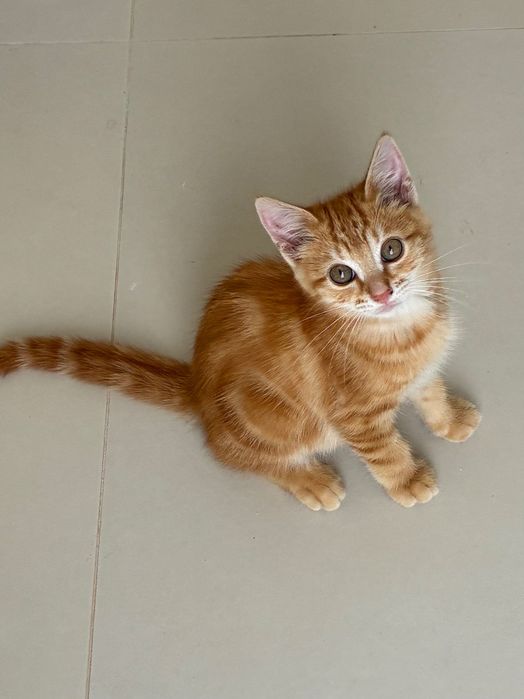 Gatinho macho laranja 2 meses