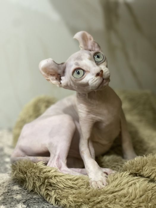 Хлопчик та дівчата підлітки Ельфи і Бомбіно.