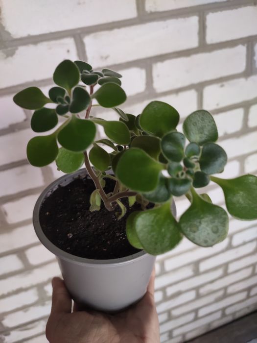 Продам Аіхрізон - дерево кохання