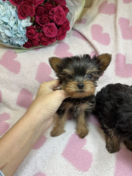 Дуже гарні міні йорки