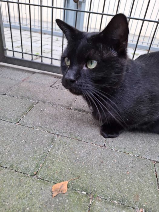 Czarny Kraken wypatruje domu zza krat częstochowskiego schroniska