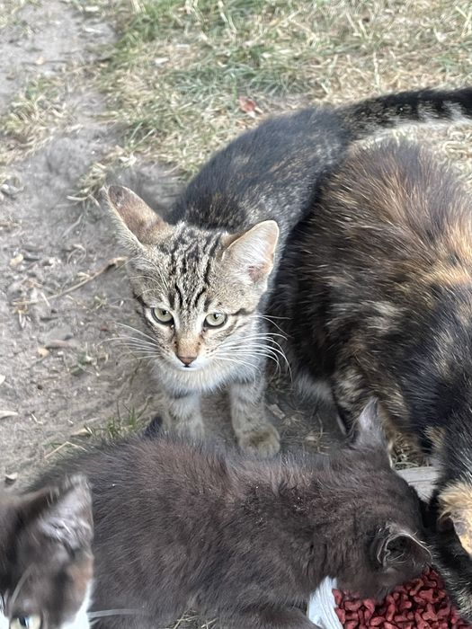 Котики в добрі руки