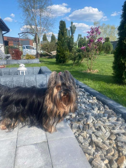 Yorkshire terrier