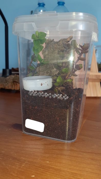 Ybyrapora diversipes l2