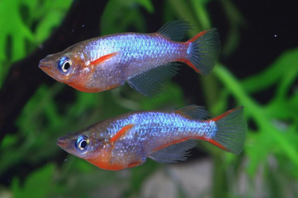 Ryżanka Oryzias (rarytas)