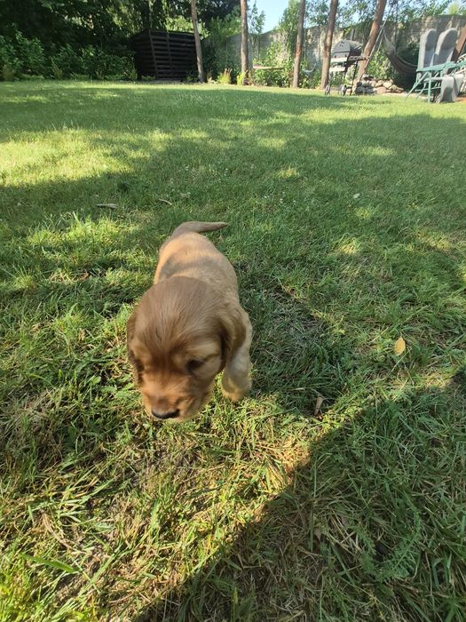 Cocker Spaniel piesek Dyzio