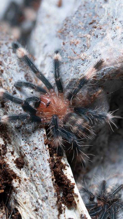 Psalmopoeus irminia  l1