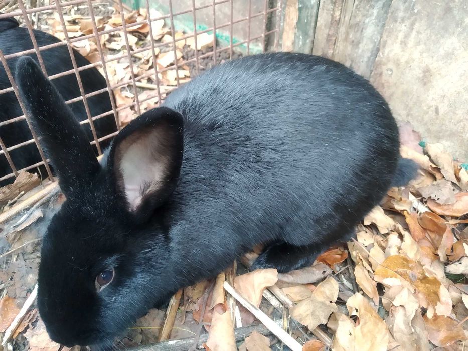 młode samice/ (9 m-cy)