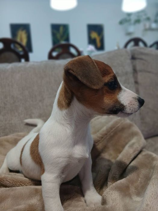 Jack russell terrier sunia gotowa do odbioru