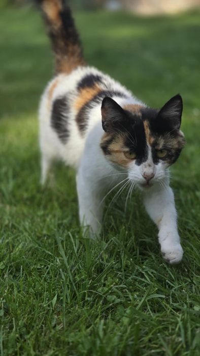 Trójkolorowa koteczka szuka domu