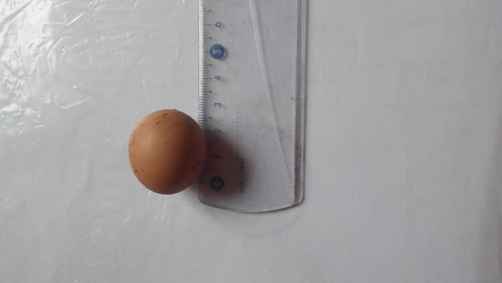 Тварини качки мускусні цісарки кролиця кури коканхіни