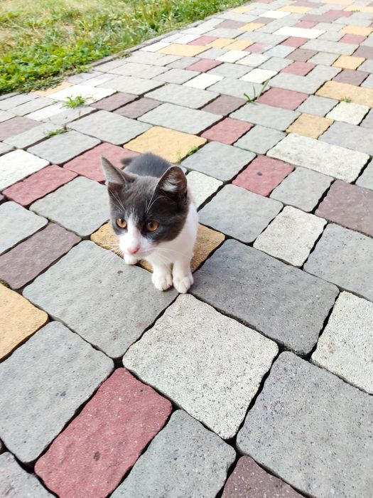 котика пухнастогоо