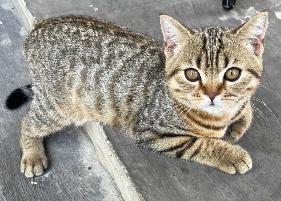 Шотландський чистокровний котик кошеня