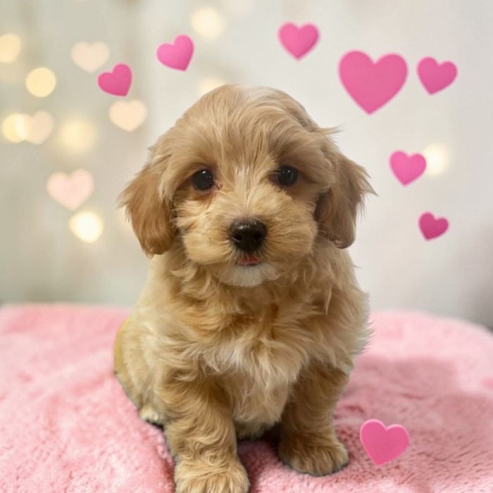 Кучеряве щастя...