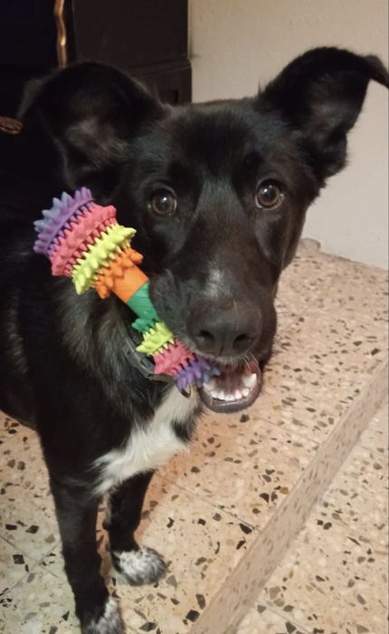 Cãozinho com 10 meses para adoção responsável