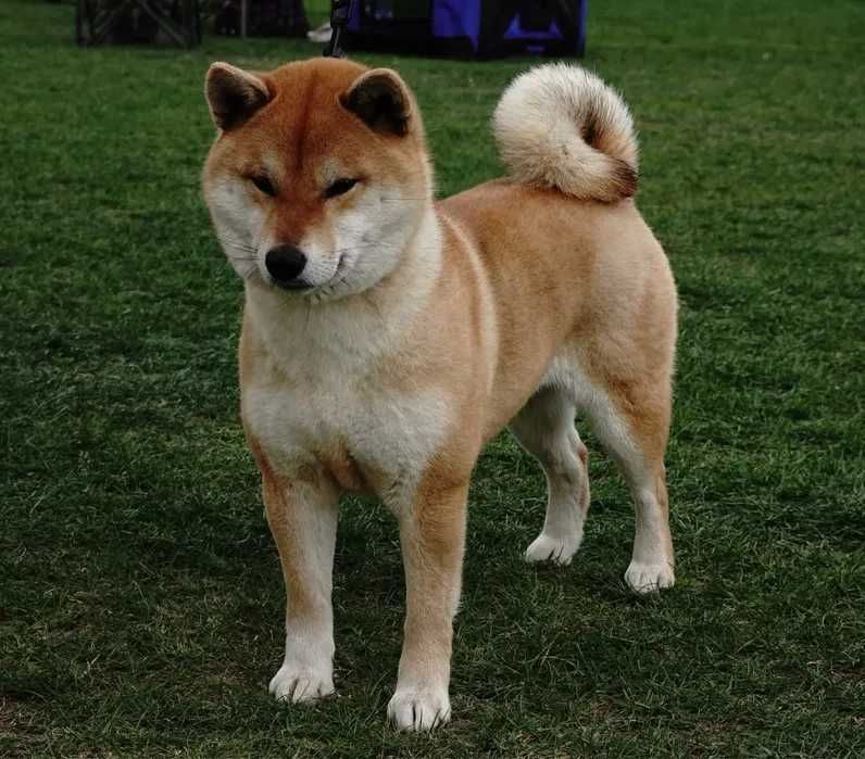 Shiba inu dsponivel