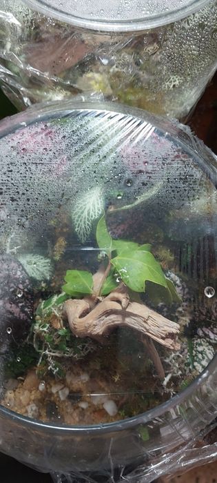 Ecossistema de floresta zen