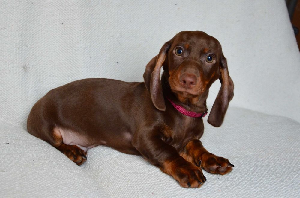 Jamnik czekoladowy - piesek