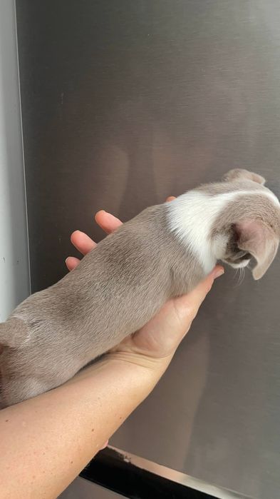 Хлопчик чіхуахуа