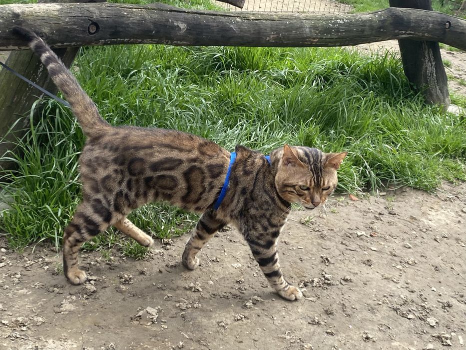 Красень бенгал для вʼязки