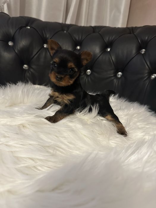 Yorkshire Terrier miniaturka  /pies/ xxs