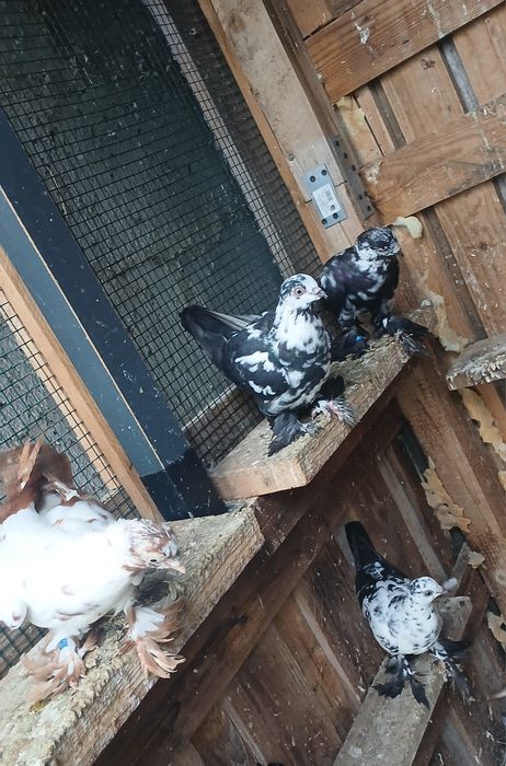 Gołębie ozdobne Wiedyny