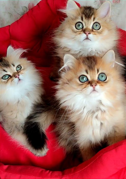 Британська золота шиншила BLH ny