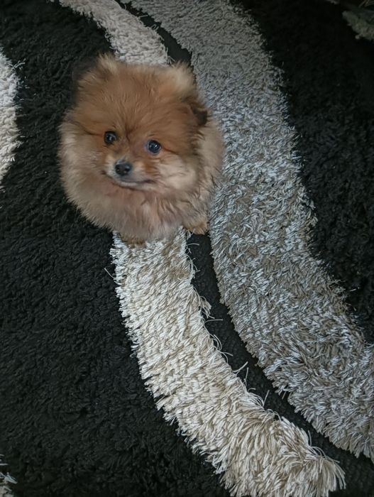 Spitz alemão anão macho