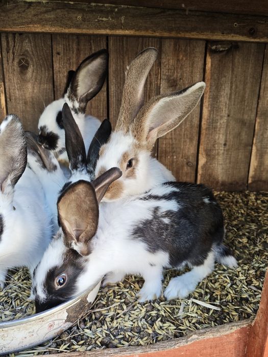 Młode króliki z początku maja 4 miesięczne