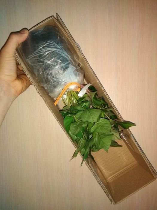 Батат (солодка картопля) - розсада, ціна/якість, доставка