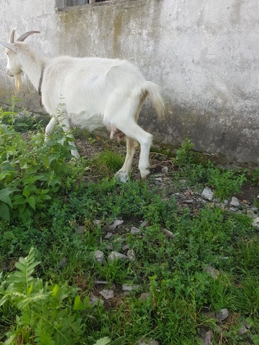 Продаються кози дійні