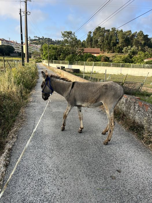 Burrinha pequenina anaa