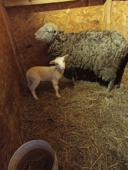 Продам вівцю і ягня з великих порід.