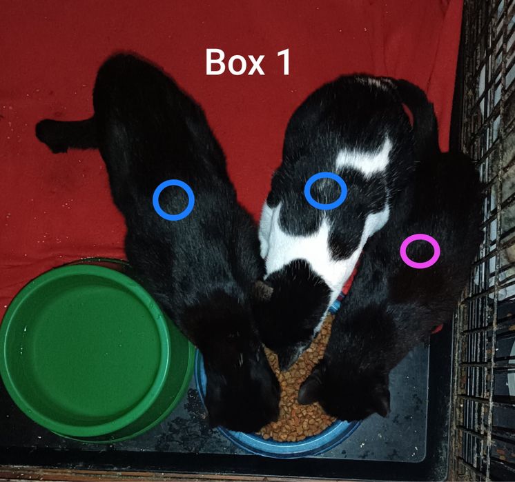 2 gatas pretas para Adoção!