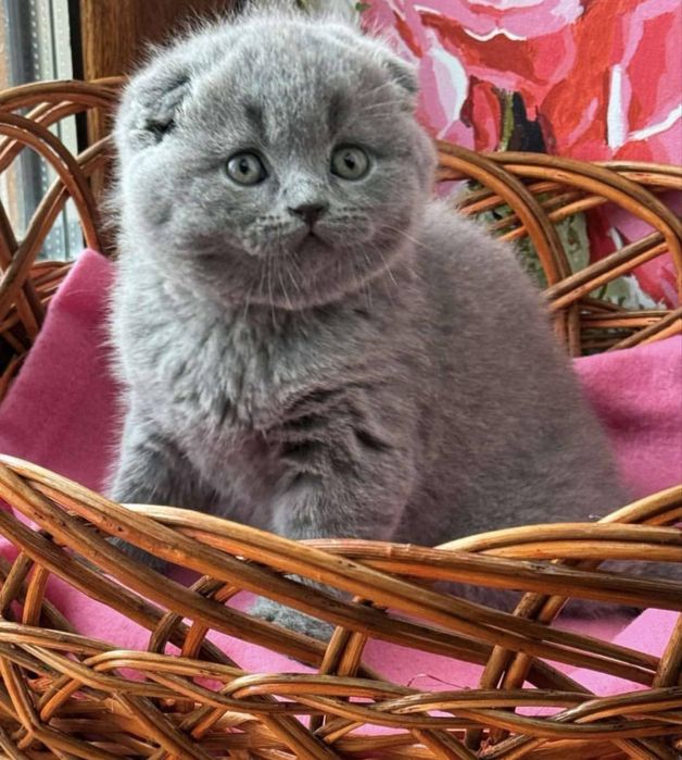 Продам шикарних котят