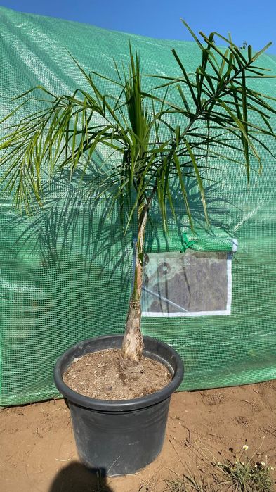 Coqueiros vários tamanhos