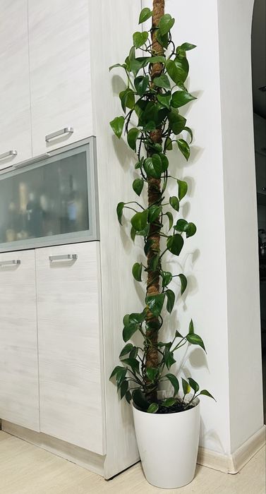 Вазон, кімнатна рослина епіпремнум 190 см