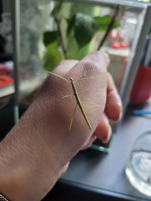 Młode patyczaki rogate