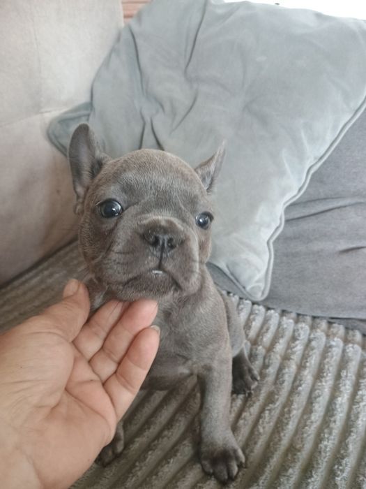 Buldog francuski dziewczynka
