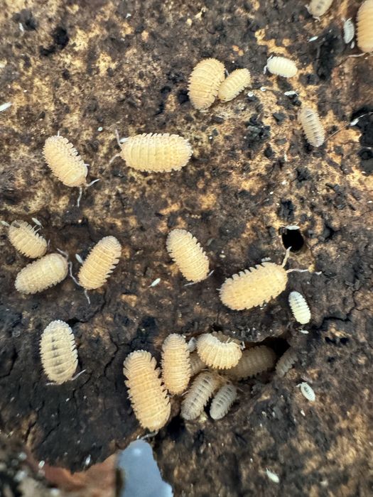 Isopody prosionki