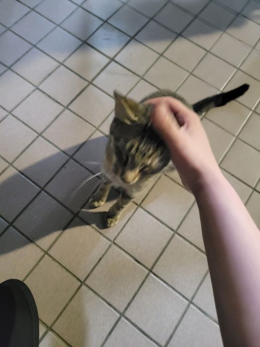 Gatinha abandonada e muito meiga