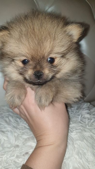 Цуцинята померанський шпіц
