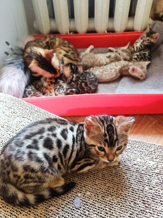 Бенгальські кошенята від клубу