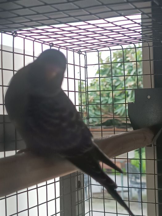 Blackface linha verde e azul