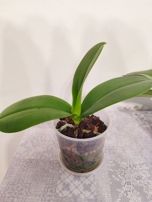 Орхідея після реанімації