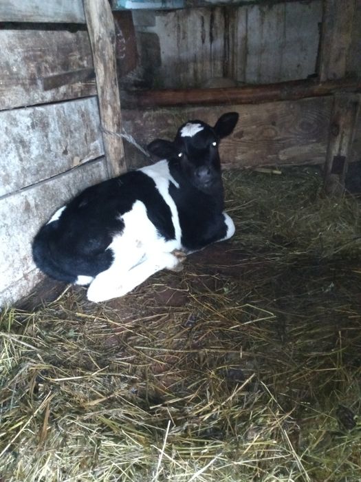 Продам   теличку